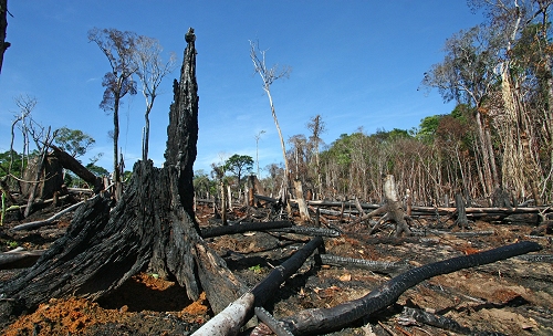 Bosque_tropical_talayquema.jpg