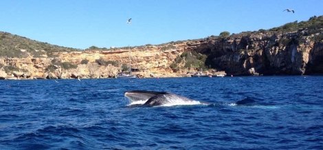 Ballena en las costas de Baleares