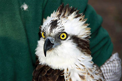 Aguila Pescadora en la Ria del EO