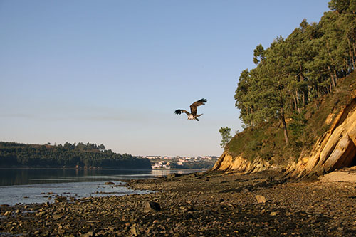 Volando Suelta