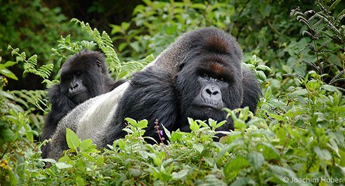 Viaje a tierra de Gorilas con Oriol Alamany - AEFONA