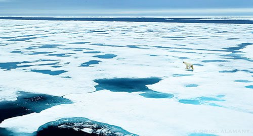 Viaje a Svalbard con Oriol Alamany - AEFONA