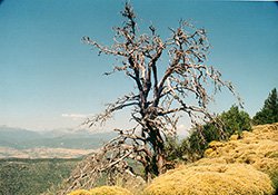 Imagenes de Angel Tomas Monzon - AEFONA