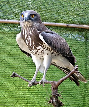 Centro de Recuperacion de Fauna en Saler - Comunitat Valenciana - AEFONA