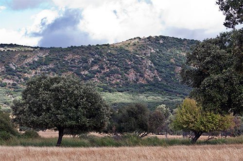 Jabalí Común - Colmillos como Cuchillas - Francisco Martinez - AEFONA