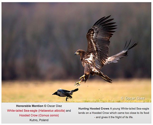 Mencion de Honor a Oscar Diez en la segunda edición del HBW Concurso de Fotografía de Aves - AEFONA