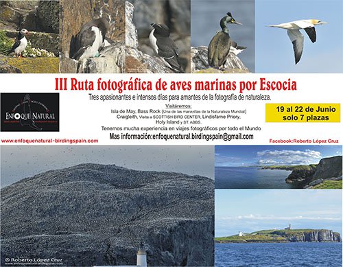 Ruta Fotografica de Aves por Escocia con Roberto Lopez Cruz - AEFONA