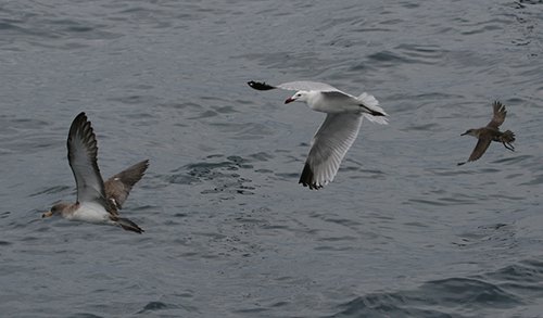 Pardela cenicienta (izquierda),                    gaviota de Audouín y pardela balear © José Manuel                    Arcos-SEO/BirdLife