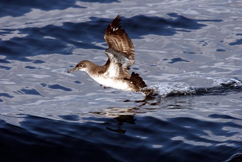 La amenazada pardela balear, de                    la que SEO/BirdLife es reponsable dentro