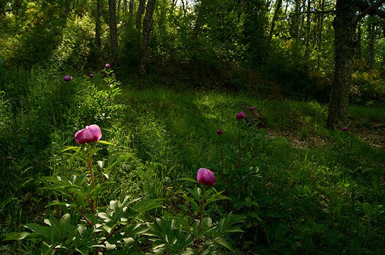 biodiversidad