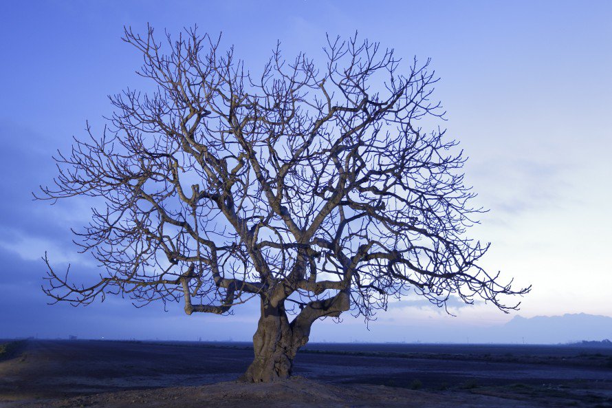 HIGUERA (Ficus carica) DELTEBRE. DELTA DEL EBRO. TARRAGONA. ILUMINADA CON LUZ 3.200 K.
