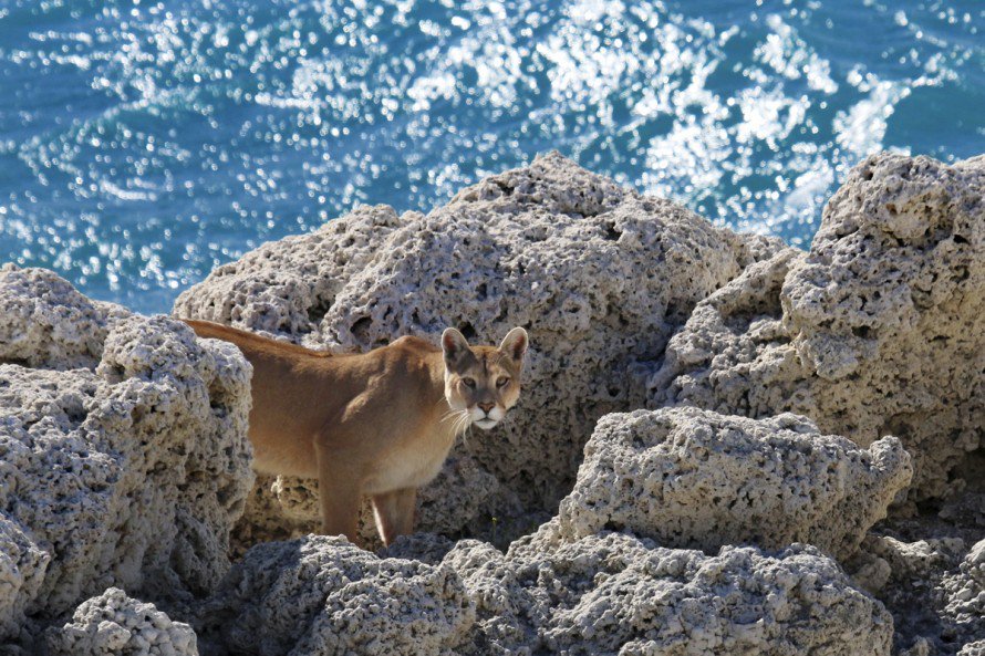 Puma junto a un lago en la Patagonia (Chile). Una de las fotografías del libro.