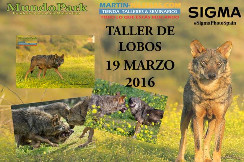 TALLER-DE-LOBOS-2015-sigma