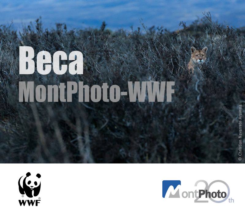 beca-montphoto