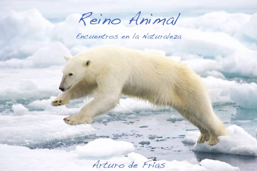 Frame-filling portrait of a young Polar Bear male jumping in the pack ice