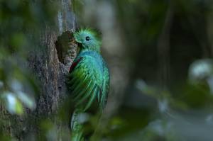 017-quetzal-en-nido-triunfo