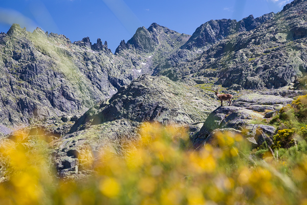 Cabra-en-las-cumbres