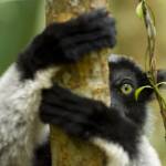Lemur Indri (Indri indri) in Anamazalaotra Spacial Reserve, Madagascar.