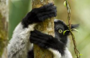 Lemur Indri (Indri indri) in Anamazalaotra Spacial Reserve, Madagascar.