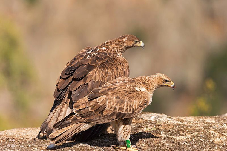 pl_hide_bonellis_eagle_aguila_perdicera_aguila_cuabarrada_01-1