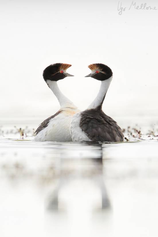 10-hoodedgrebe-_X2A1488-Editar-Editar