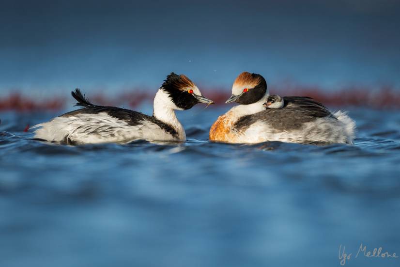 17-hoodedgrebe-UME_7683