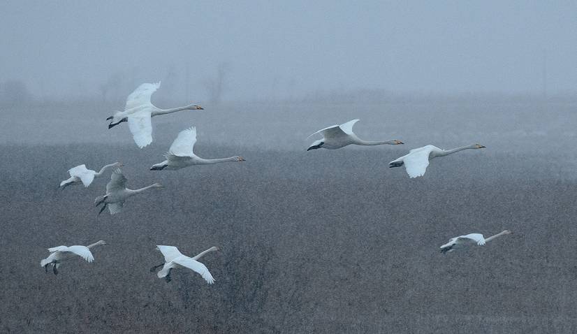 anita-cisnes