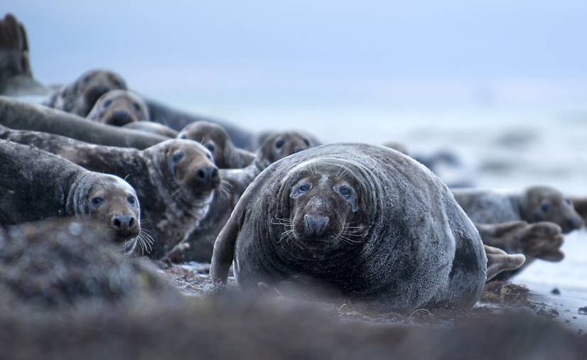 anita-foca