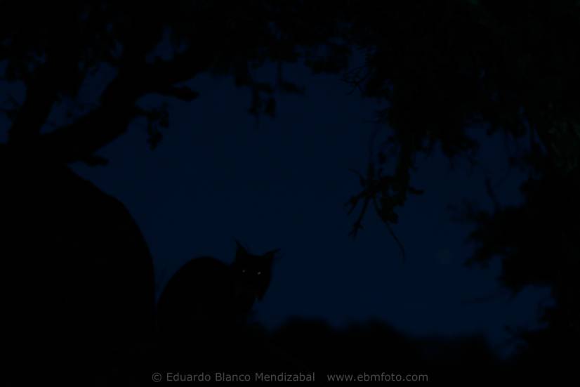 Iberian lynx (Lynx pardina) Sierra de Andujar. Jaen province. Spain. Europe