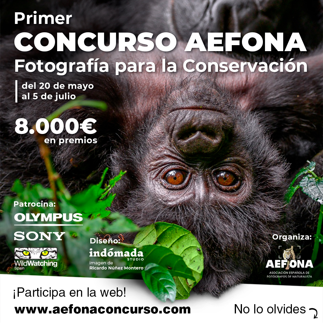 Concurso AEFONA para Instagram