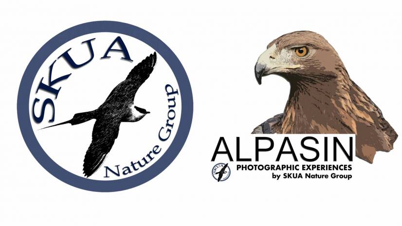 logo skua alpasin