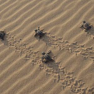 20-09-25-tortugas-078-fxr