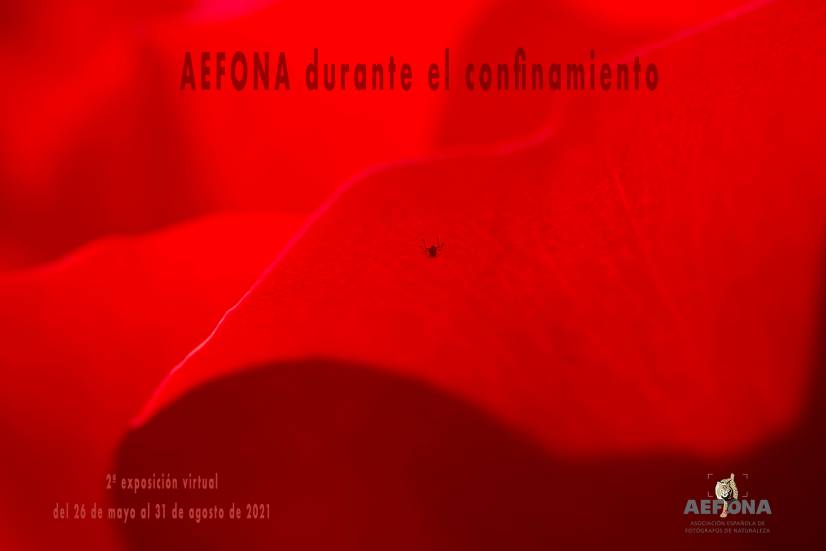 Cartel AEFONA durante el confinamiento