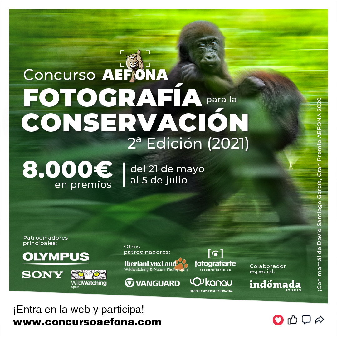 concurso-aefona-carteles-cuadrado-esp