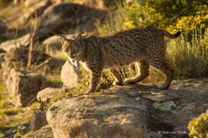 Lince