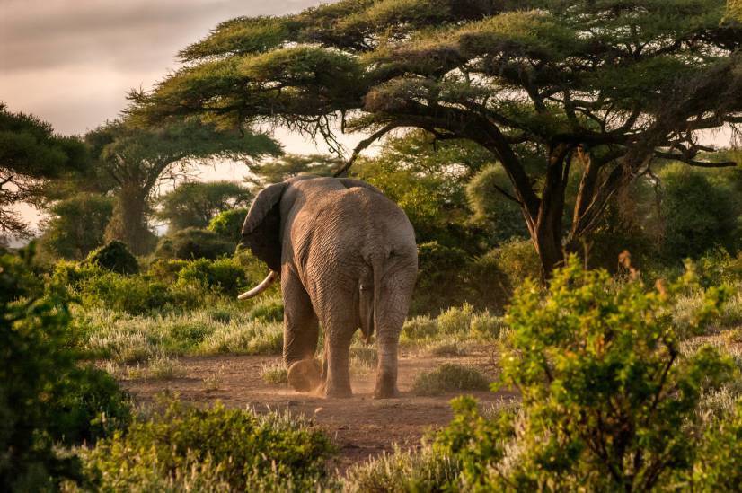 Safari Tanzania Miguel Sánchez García