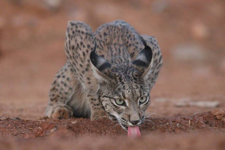 lince-iberico-bebiendo.