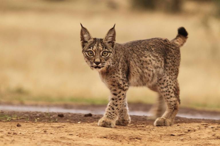 lince-iberico-cachorro.