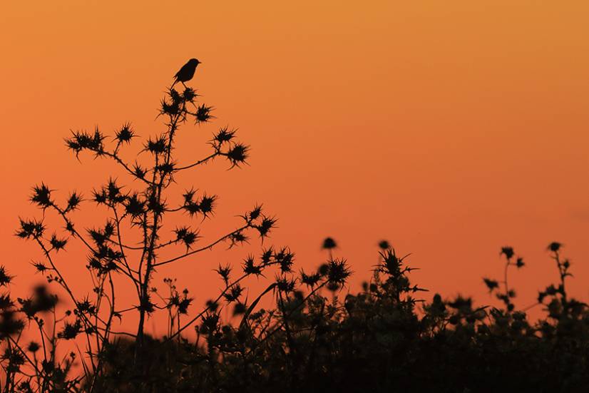 1.Ganadora_HASTA14_Atardecer_AndresLDominguez