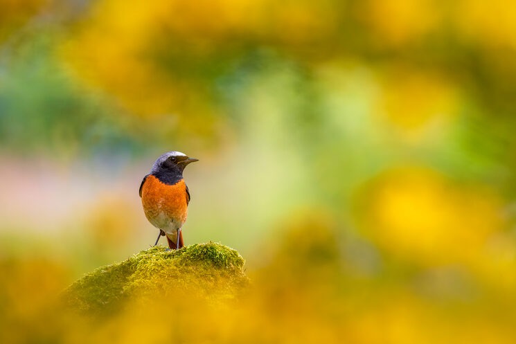 verkami_Inspirado por las aves Mario Suarez 4