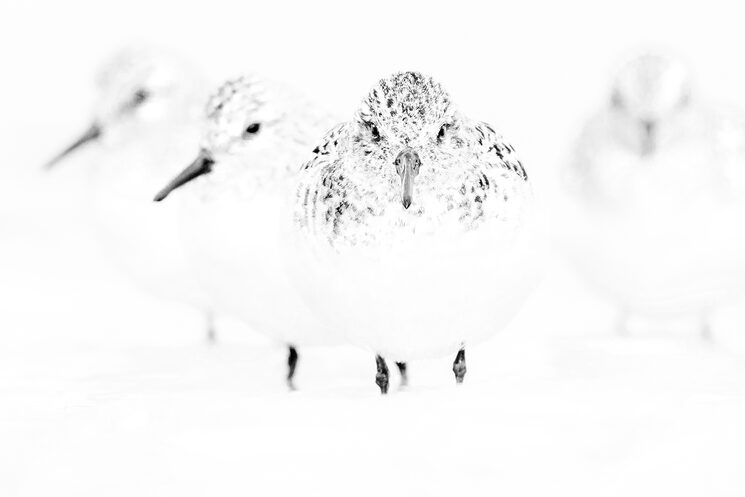 verkami_Inspirado por las aves Mario Suarez 5