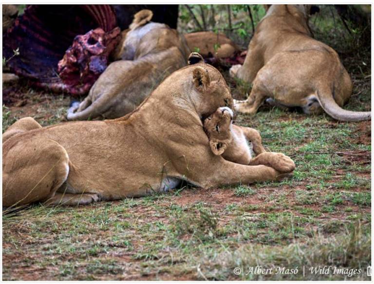 Safaris a África con Albert Masó