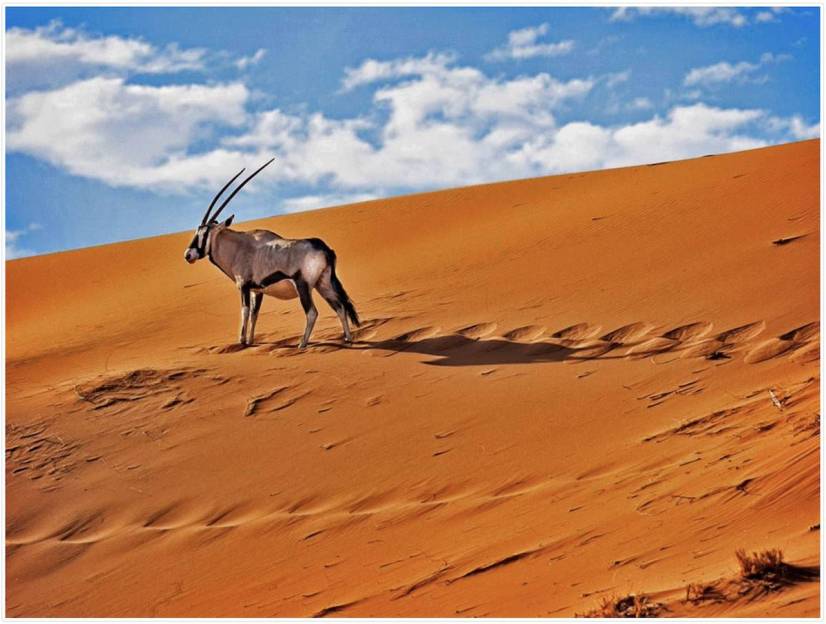 Safaris a África con Albert Masó