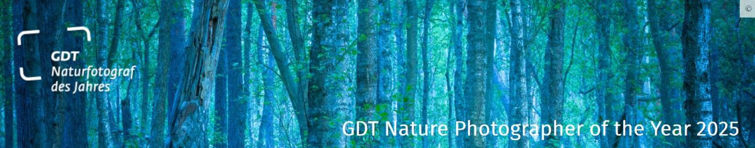 GDT-NPY2025-logo concurso