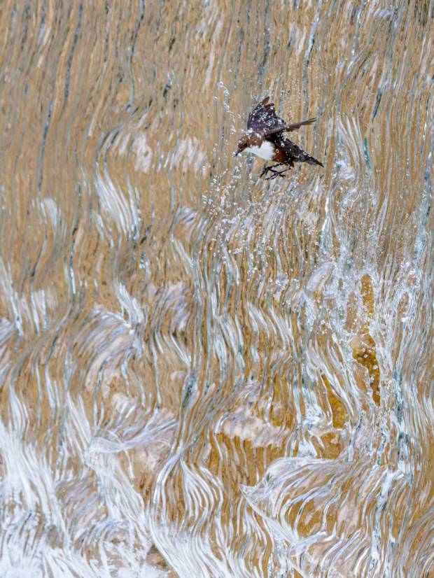 Konrad Wothe-Wasseamsel fliegt durch Wasserfall-Foto ganadora