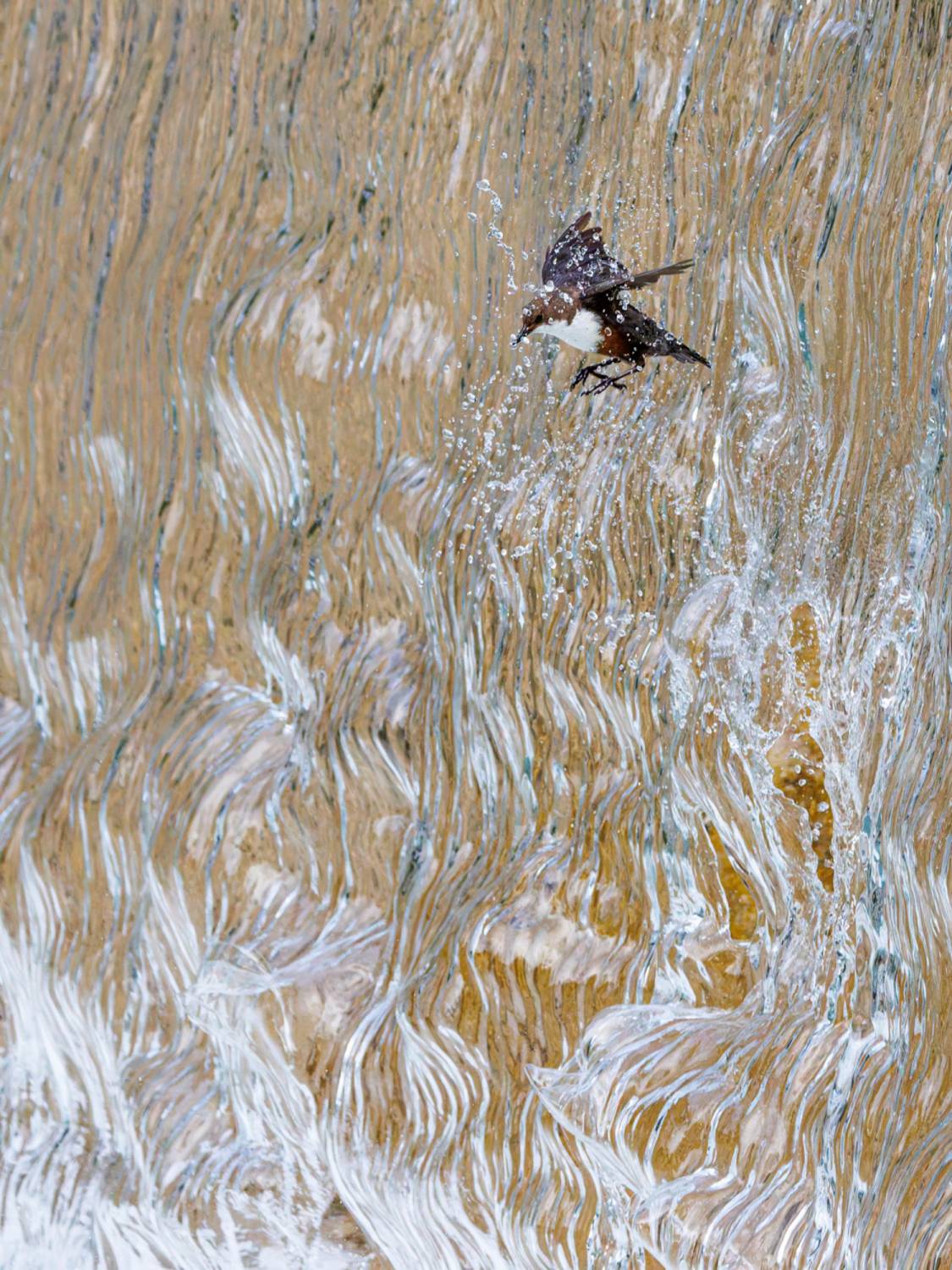 Konrad Wothe-Wasseamsel fliegt durch Wasserfall-Foto ganadora