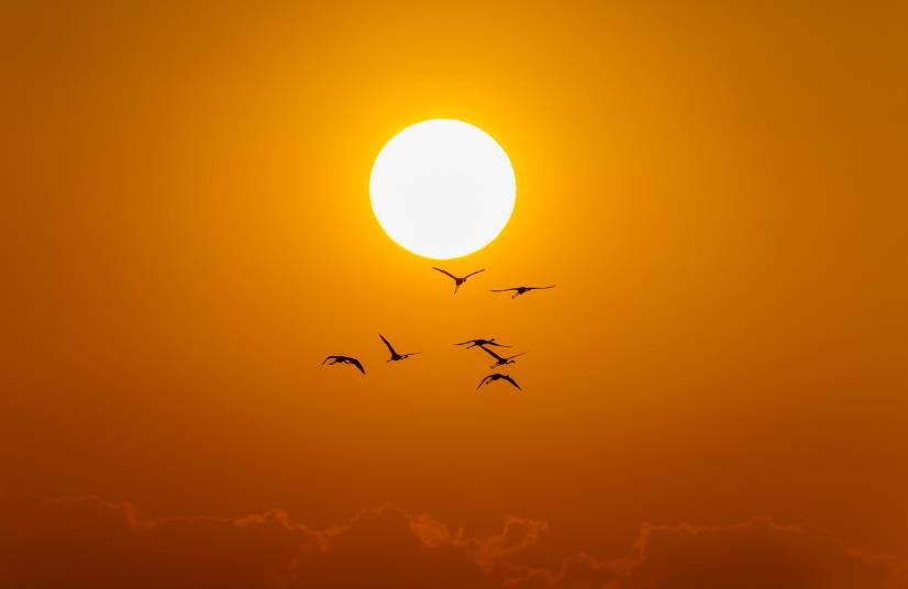 Flamencos_C Perez Naval