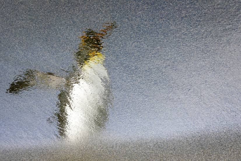 rafael-armada-pinguino-rey-reflejo-georgia-del-sur-ocean-photographer-2025