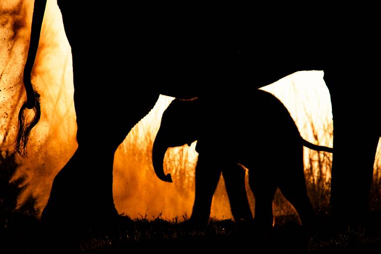 Elefante_Diego Moreno