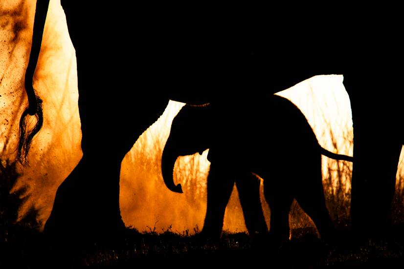 Elefante_Diego Moreno